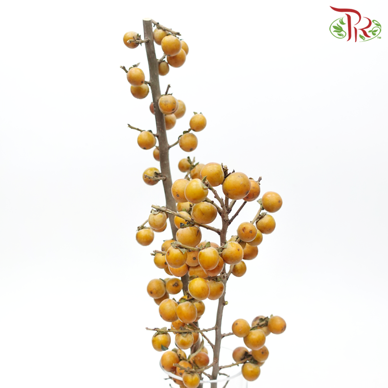 Mini Persimmon - (Per Bunch)-China-prflorist.com.my