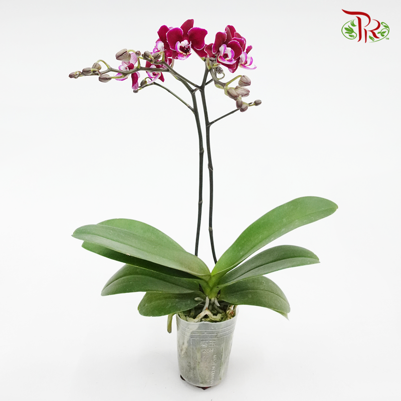 Mini Phalaenopsis Orchid - Black (101-2) (Double stems) *With No Vase-Pudu Ria Florist-prflorist.com.my