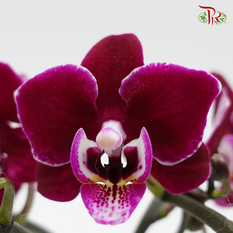 Mini Phalaenopsis Orchid - Black (101-2) (Double stems) *With No Vase-Pudu Ria Florist-prflorist.com.my