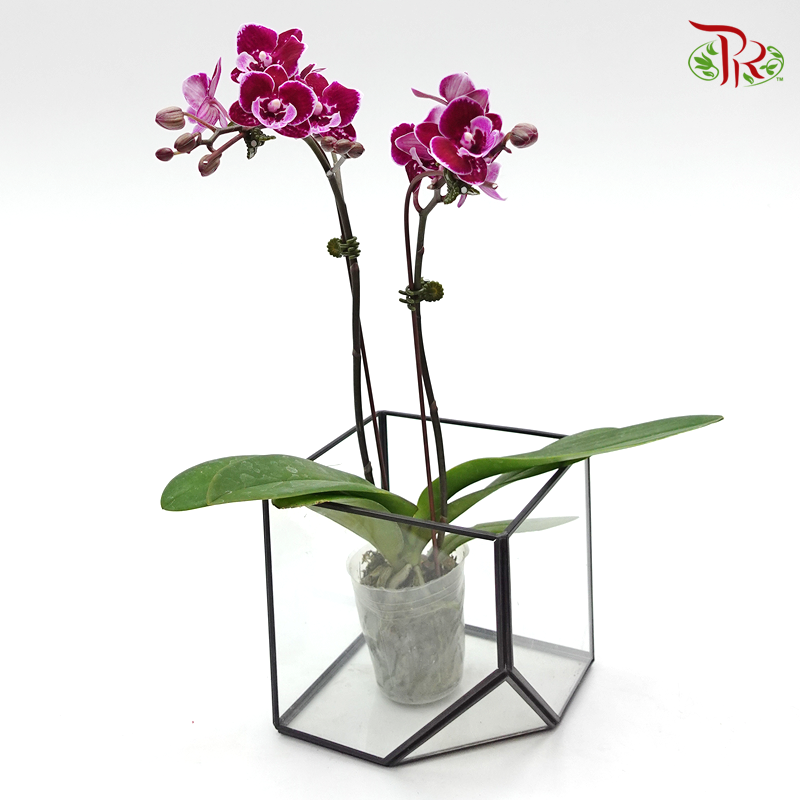 Mini Phalaenopsis Orchid - Black New (Double Stems) *With No Vase-Pudu Ria Florist-prflorist.com.my