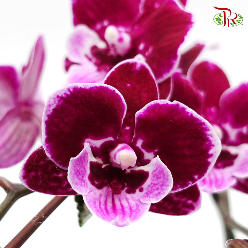 Mini Phalaenopsis Orchid - Black New (Double Stems) *With No Vase-Pudu Ria Florist-prflorist.com.my