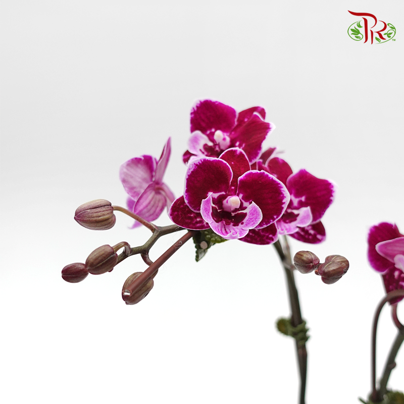 Mini Phalaenopsis Orchid - Black New (Double Stems) *With No Vase-Pudu Ria Florist-prflorist.com.my