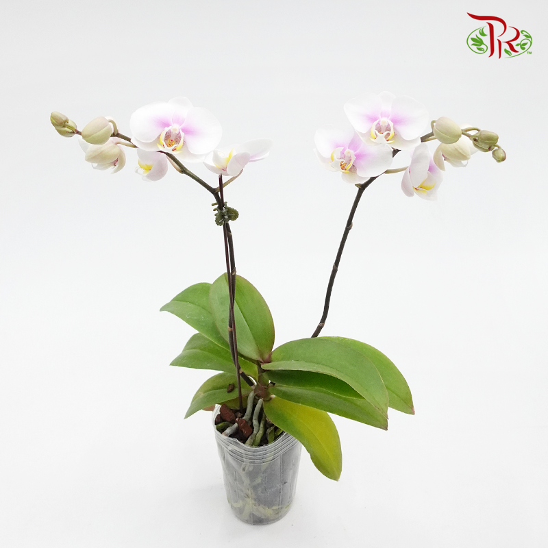 Mini Phalaenopsis Orchid -Chiffon Pink (Double stems) *With No Vase-Pudu Ria Florist-prflorist.com.my
