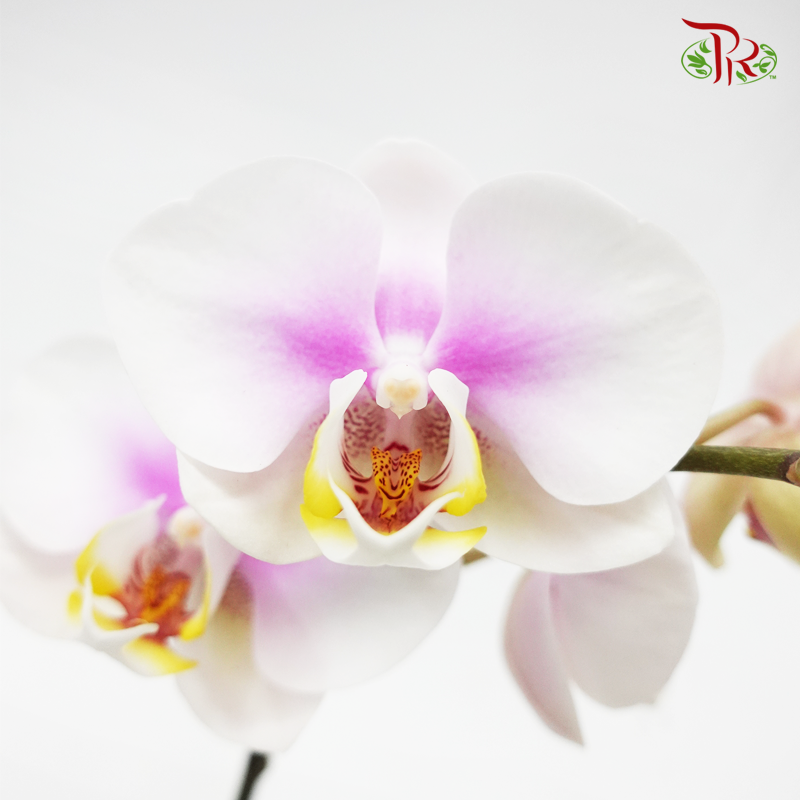 Mini Phalaenopsis Orchid -Chiffon Pink (Double stems) *With No Vase-Pudu Ria Florist-prflorist.com.my