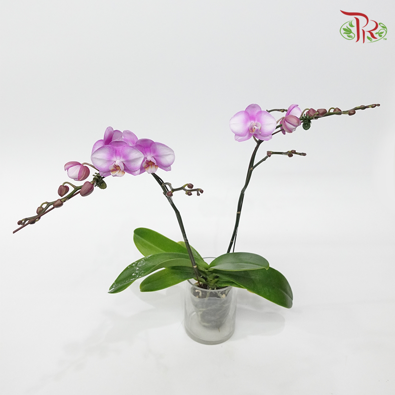 Mini Phalaenopsis Orchid- Light Pink 2 (Double Stems) *With No Vase-Pudu Ria Florist-prflorist.com.my
