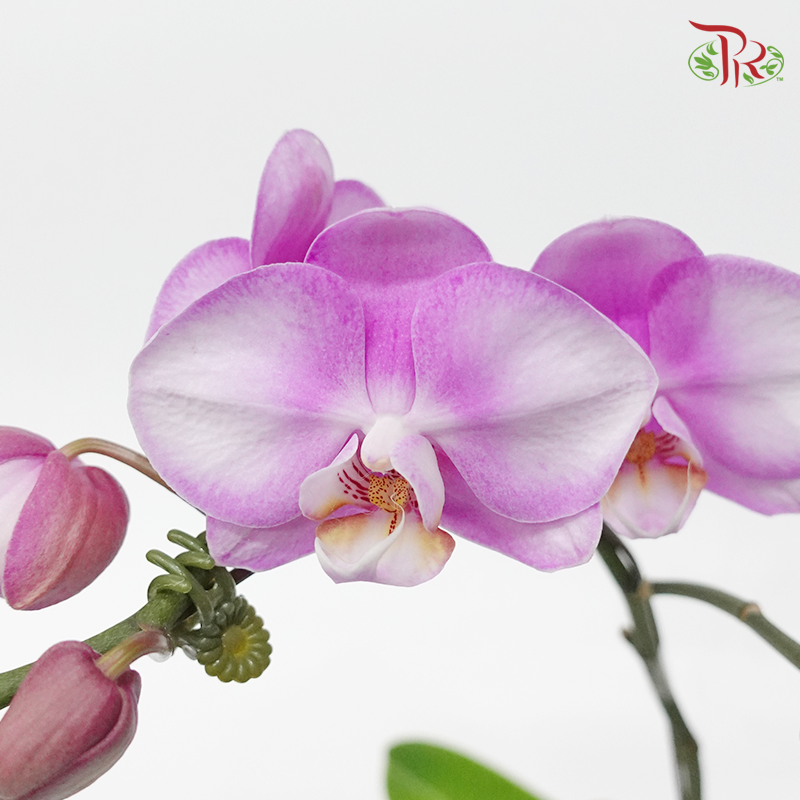 Mini Phalaenopsis Orchid- Light Pink 2 (Double Stems) *With No Vase-Pudu Ria Florist-prflorist.com.my