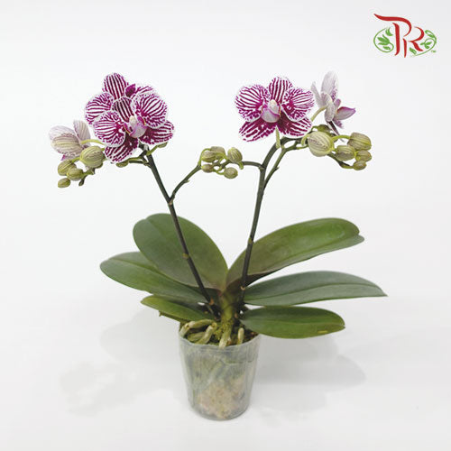 Mini Phalaenopsis Orchid - Purple Stripes (Double stems) *With No Vase-Pudu Ria Florist-prflorist.com.my