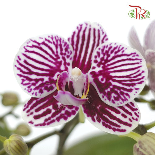Mini Phalaenopsis Orchid - Purple Stripes (Double stems) *With No Vase-Pudu Ria Florist-prflorist.com.my