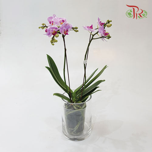 Mini Phalaenopsis Orchid - White With Purple Stripes (Double Stems) *With No Vase-Pudu Ria Florist-prflorist.com.my