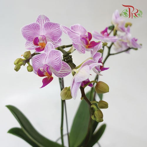 Mini Phalaenopsis Orchid - White With Purple Stripes (Double Stems) *With No Vase-Pudu Ria Florist-prflorist.com.my