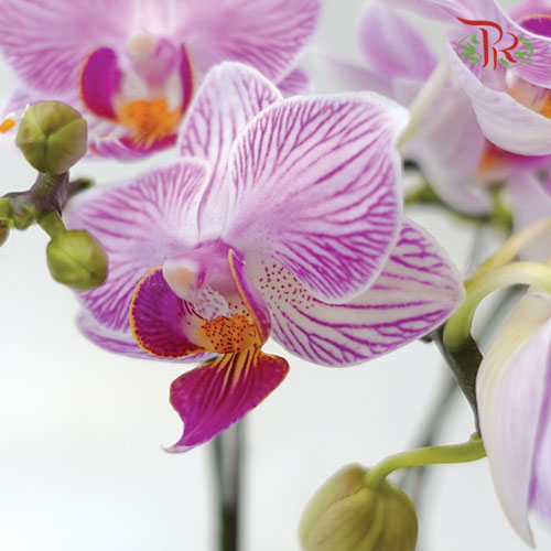 Mini Phalaenopsis Orchid - White With Purple Stripes (Double Stems) *With No Vase-Pudu Ria Florist-prflorist.com.my