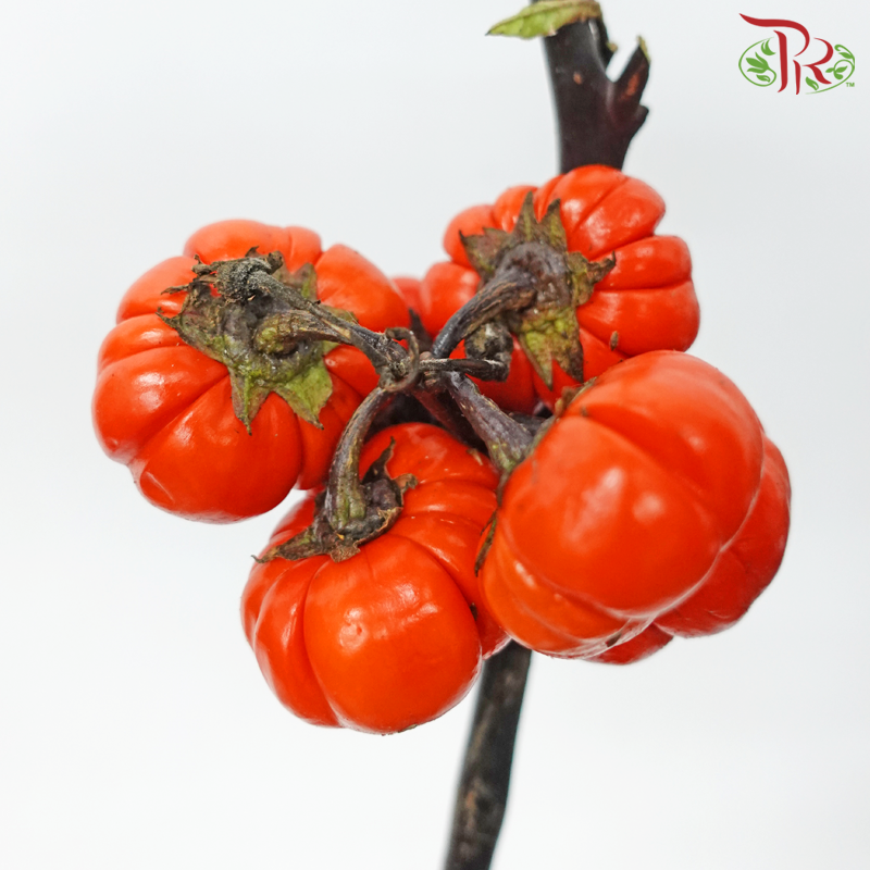 Mini Pumpkin - (Per Bunch)-China-prflorist.com.my
