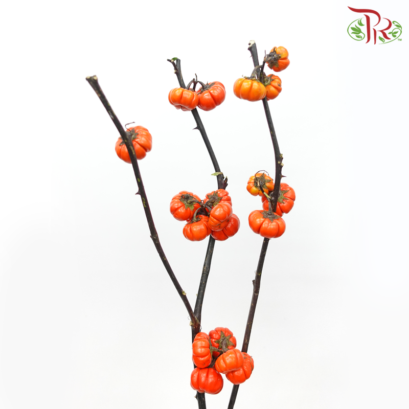 Mini Pumpkin - (Per Bunch)-China-prflorist.com.my