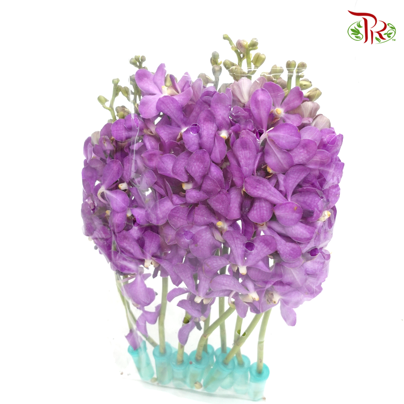 Mokara Orchid - Purple (10 Stems)-Purple-Thailand-prflorist.com.my