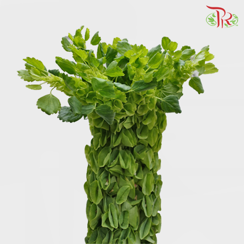 Molucella Laevis - (Per Bunch)-China-prflorist.com.my