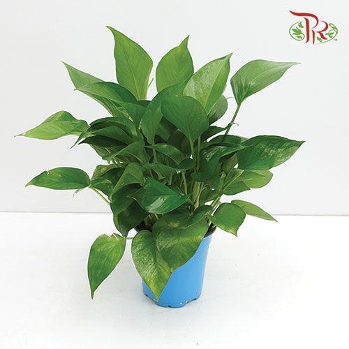 Money Plant 《万年青》-Pudu Ria Florist-prflorist.com.my