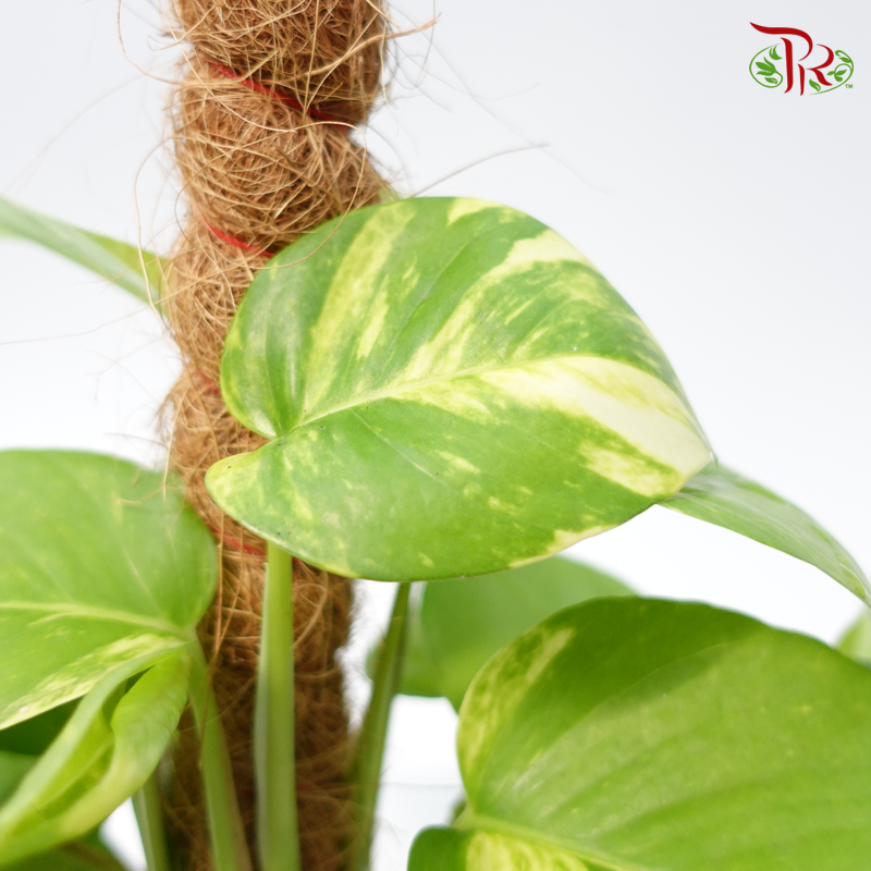 Money plant - Epipremnum Aureum 2ft 《万年青》-Pudu Ria Florist-prflorist.com.my