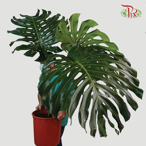 Monstera 《龟背芋》-Pudu Ria Florist-prflorist.com.my