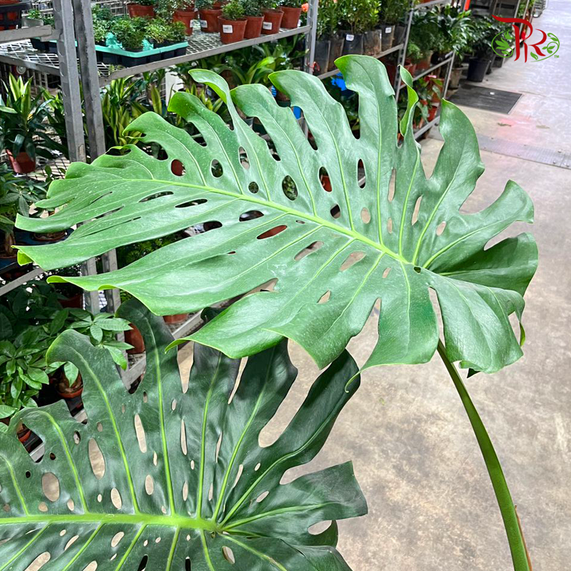 Monstera Deliciosa P450 - XXXXL《龟背竹》