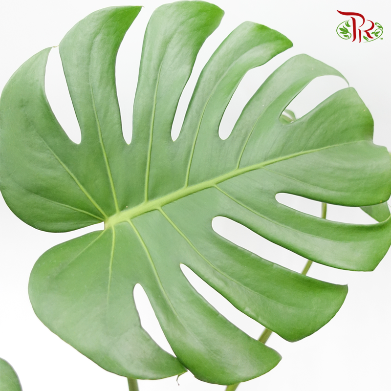 Monstera Deliciosa《龟背竹》- (S / L / XXL)-Pudu Ria Florist-prflorist.com.my