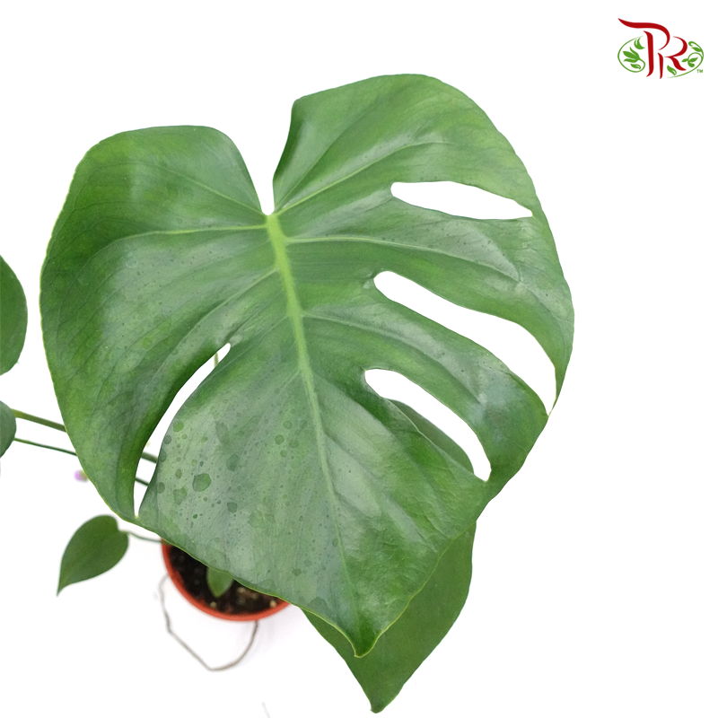 Monstera Deliciosa《龟背竹》- (S / L / XXL)-Pudu Ria Florist-prflorist.com.my