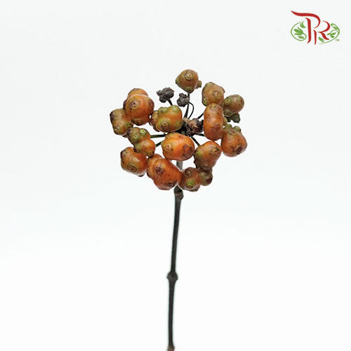 Morinda Parvifolia Bartl - (3 Stems)-Import-prflorist.com.my