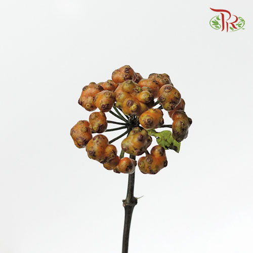 Morinda Parvifolia Bartl - (3 Stems)-Import-prflorist.com.my