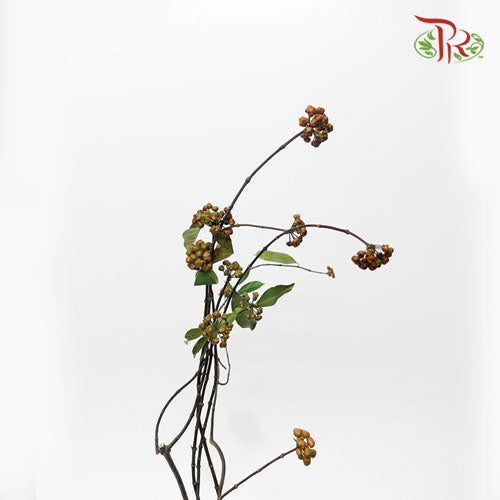 Morinda Parvifolia Bartl - (3 Stems)-Import-prflorist.com.my