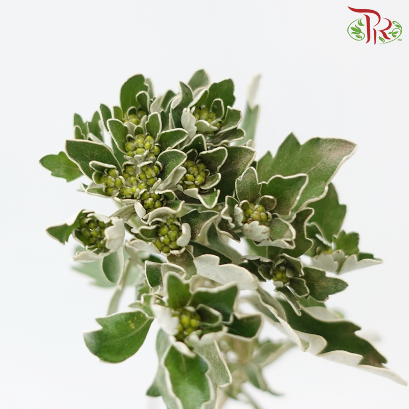 Mosaic Chrysanthemum - (Per Bunch)-Yellow-China-prflorist.com.my