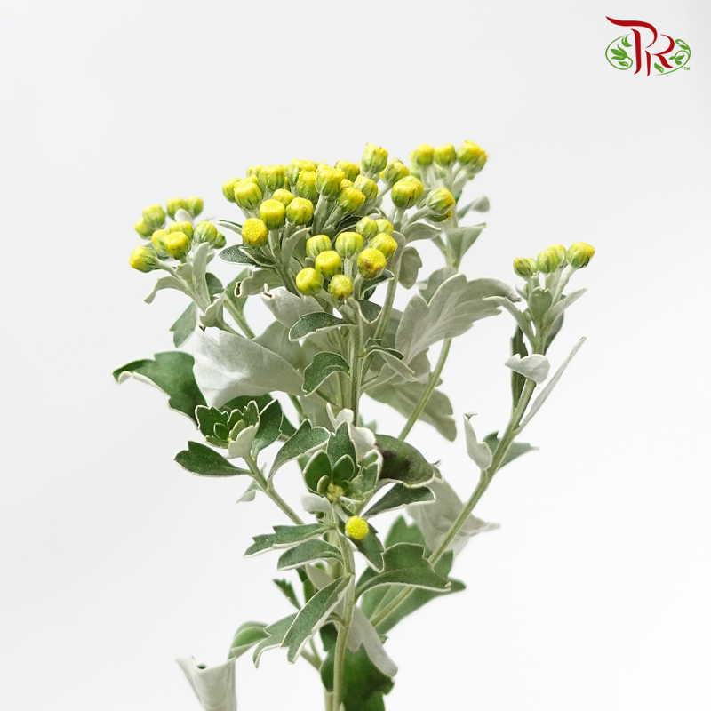 Mosaic Chrysanthemum - (Per Bunch)-Yellow-China-prflorist.com.my