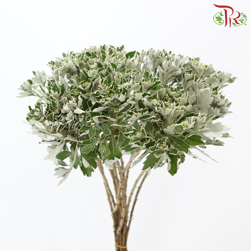 Mosaic Chrysanthemum - (Per Bunch)-Yellow-China-prflorist.com.my