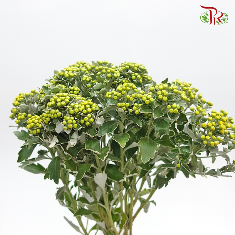 Mosaic Chrysanthemum - (Per Bunch)-Yellow-China-prflorist.com.my