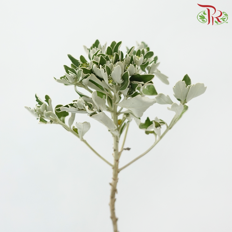 Mosaic Chrysanthemum - (Per Bunch)-Yellow-China-prflorist.com.my