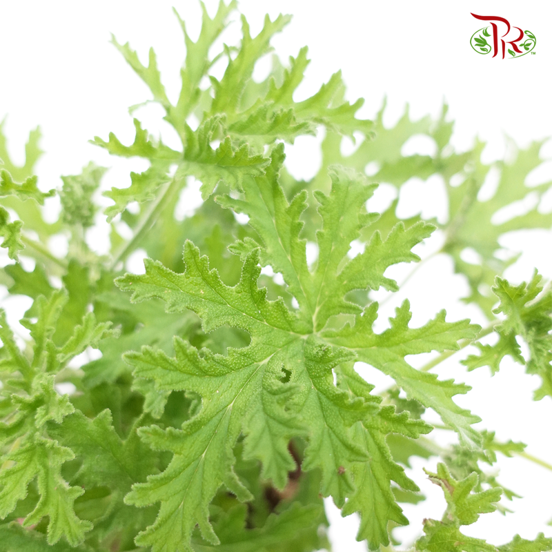 Mosquito Plant (Pelargonium Citrosum) P150《驱蚊香草》