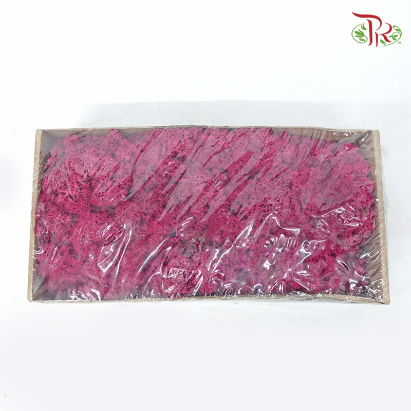 Moss Reindeer (Dried) - Erica (Per Box)-Dark Pink-Pudu Ria Florist-prflorist.com.my