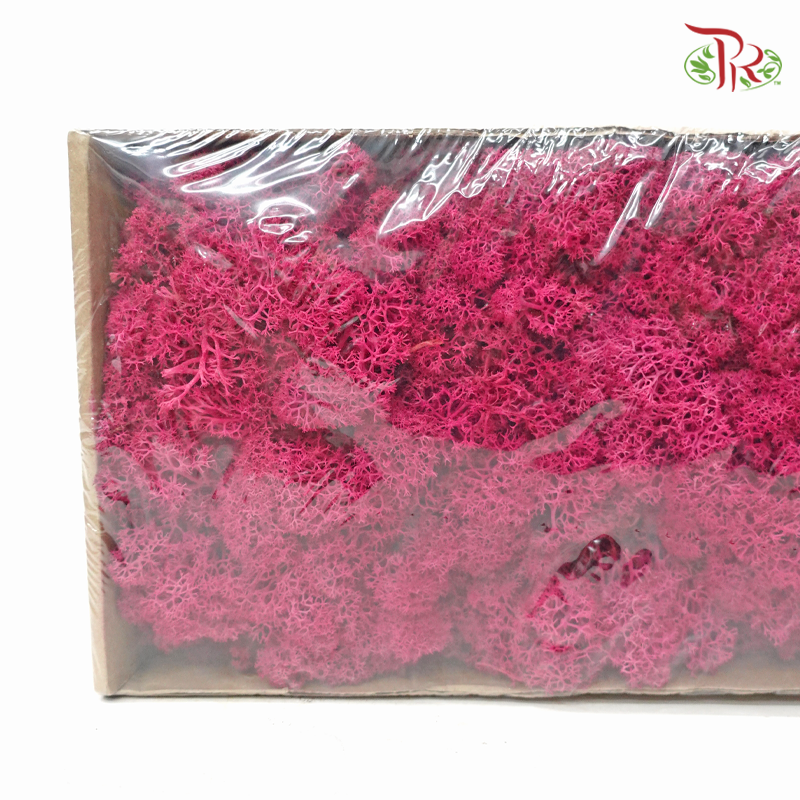 Moss Reindeer (Dried) - Erica (Per Box)-Dark Pink-Pudu Ria Florist-prflorist.com.my