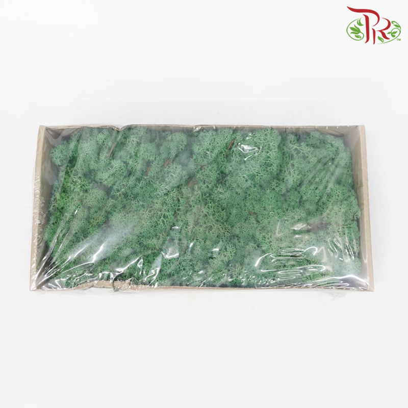 Moss Reindeer (Dried) - Grass Green (Per Box)-Green-Pudu Ria Florist-prflorist.com.my
