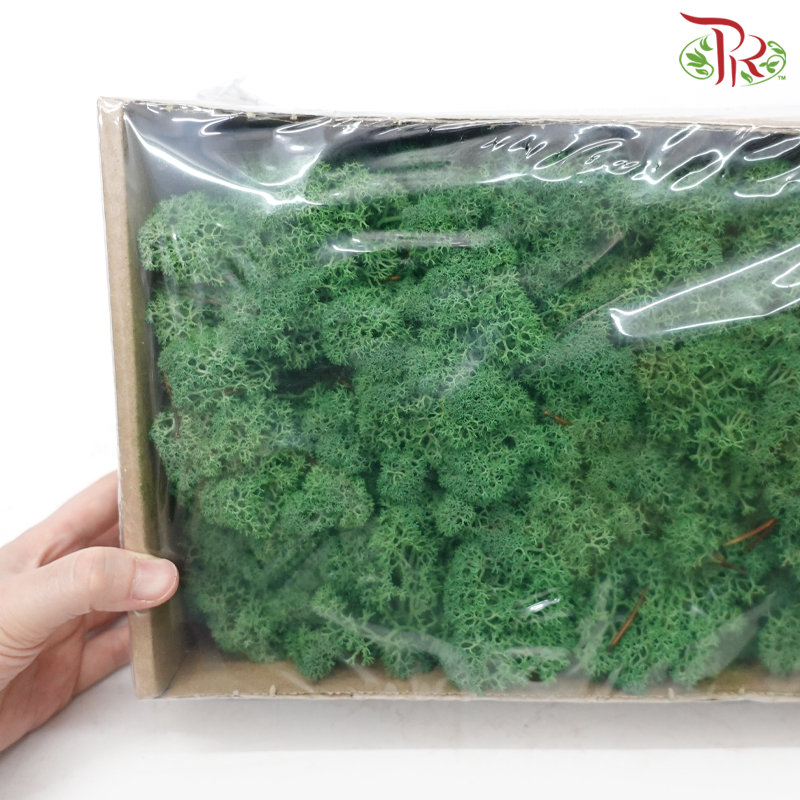 Moss Reindeer (Dried) - Grass Green (Per Box)-Green-Pudu Ria Florist-prflorist.com.my