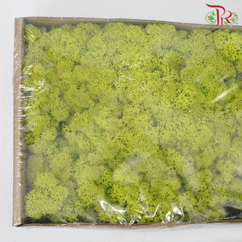 Moss Reindeer (Dried) - Light Green (Per Box)-Light Green-Pudu Ria Florist-prflorist.com.my
