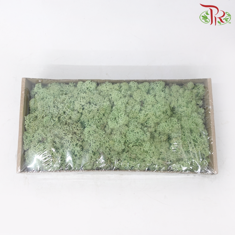 Moss Reindeer (Dried) - Mint Groen (Per Box)-Green-Pudu Ria Florist-prflorist.com.my