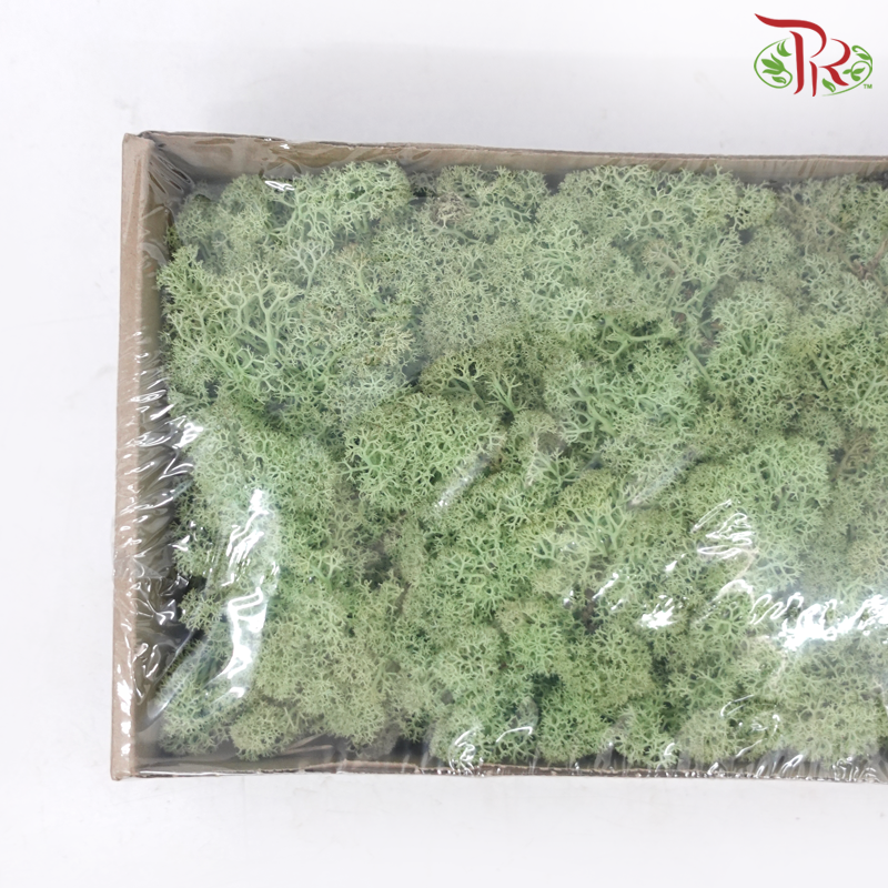 Moss Reindeer (Dried) - Mint Groen (Per Box)-Green-Pudu Ria Florist-prflorist.com.my