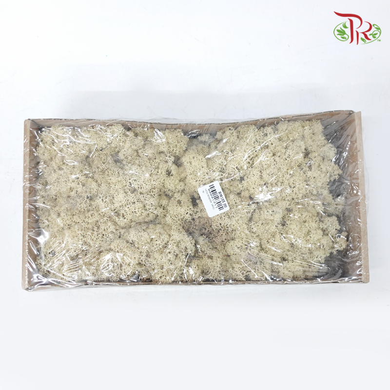 Moss Reindeer (Dried) - Misty White (Per Box)-White-Pudu Ria Florist-prflorist.com.my