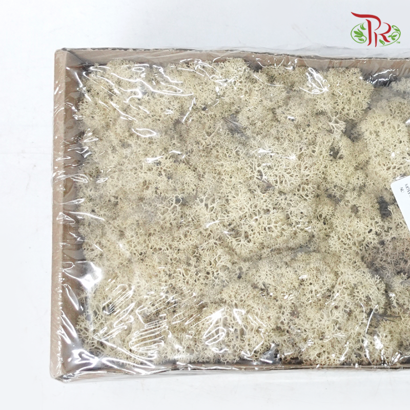 Moss Reindeer (Dried) - Misty White (Per Box)-White-Pudu Ria Florist-prflorist.com.my