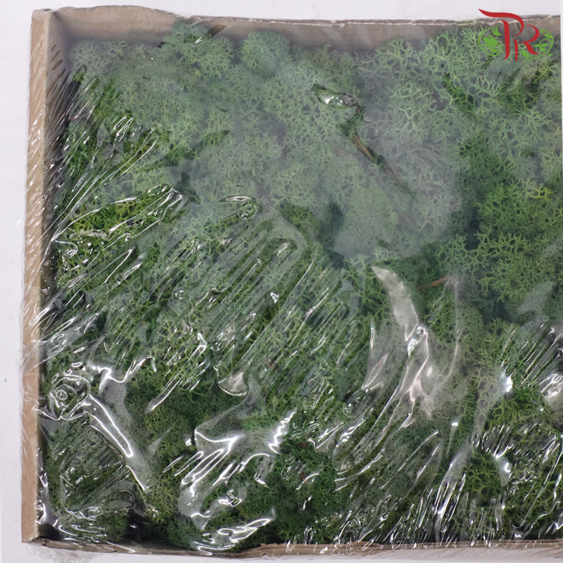Moss Reindeer (Dried) - Mosgroen (Per Box)-Dark Green-Pudu Ria Florist-prflorist.com.my