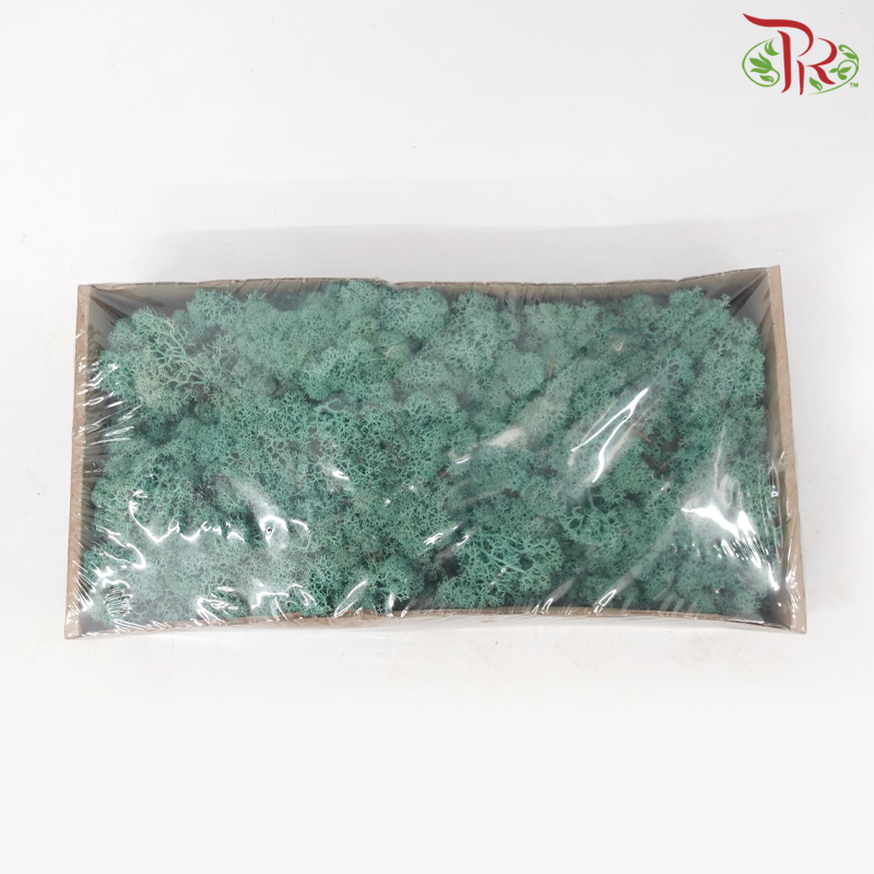 Moss Reindeer (Dried) - Pacific Green (Per Box)-Green-Pudu Ria Florist-prflorist.com.my