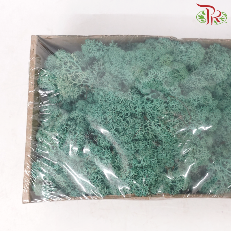 Moss Reindeer (Dried) - Pacific Green (Per Box)-Green-Pudu Ria Florist-prflorist.com.my