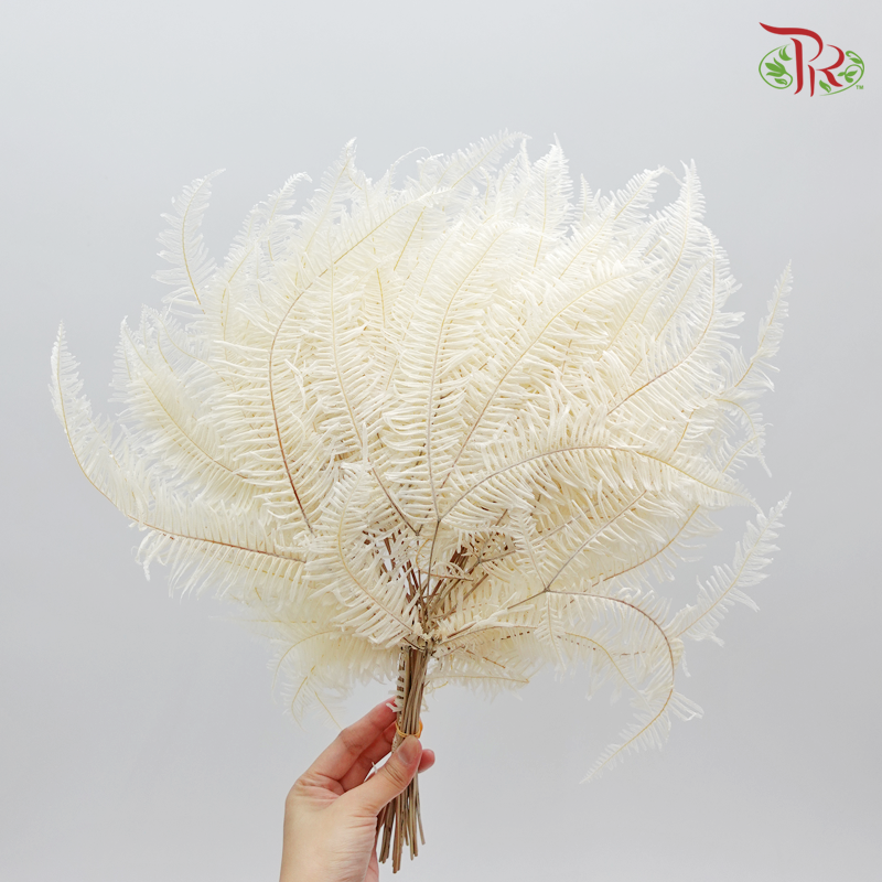 Mountain Fern XL Preservative ( 5029-3-011 )-White-Japan-prflorist.com.my