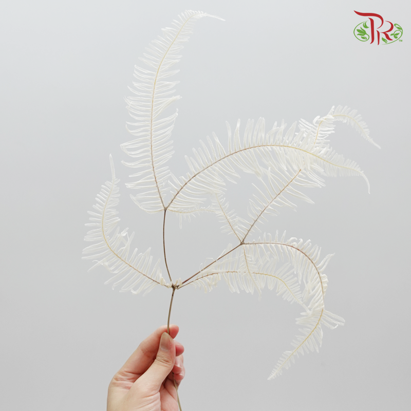 Mountain Fern XL Preservative ( 5029-3-011 )-White-Japan-prflorist.com.my