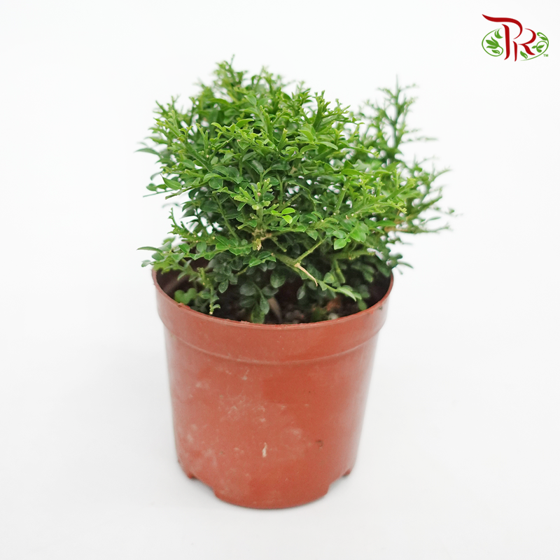 Murraya Dwarf P110《矮九里香》