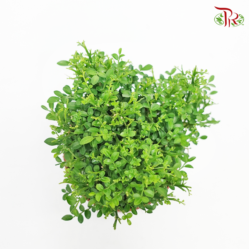 Murraya Dwarf P110《矮九里香》